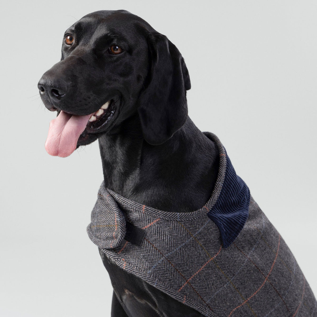 Hugo & Hudson X Hackett Grey Checked Herringbone Tweed Dog Jacket