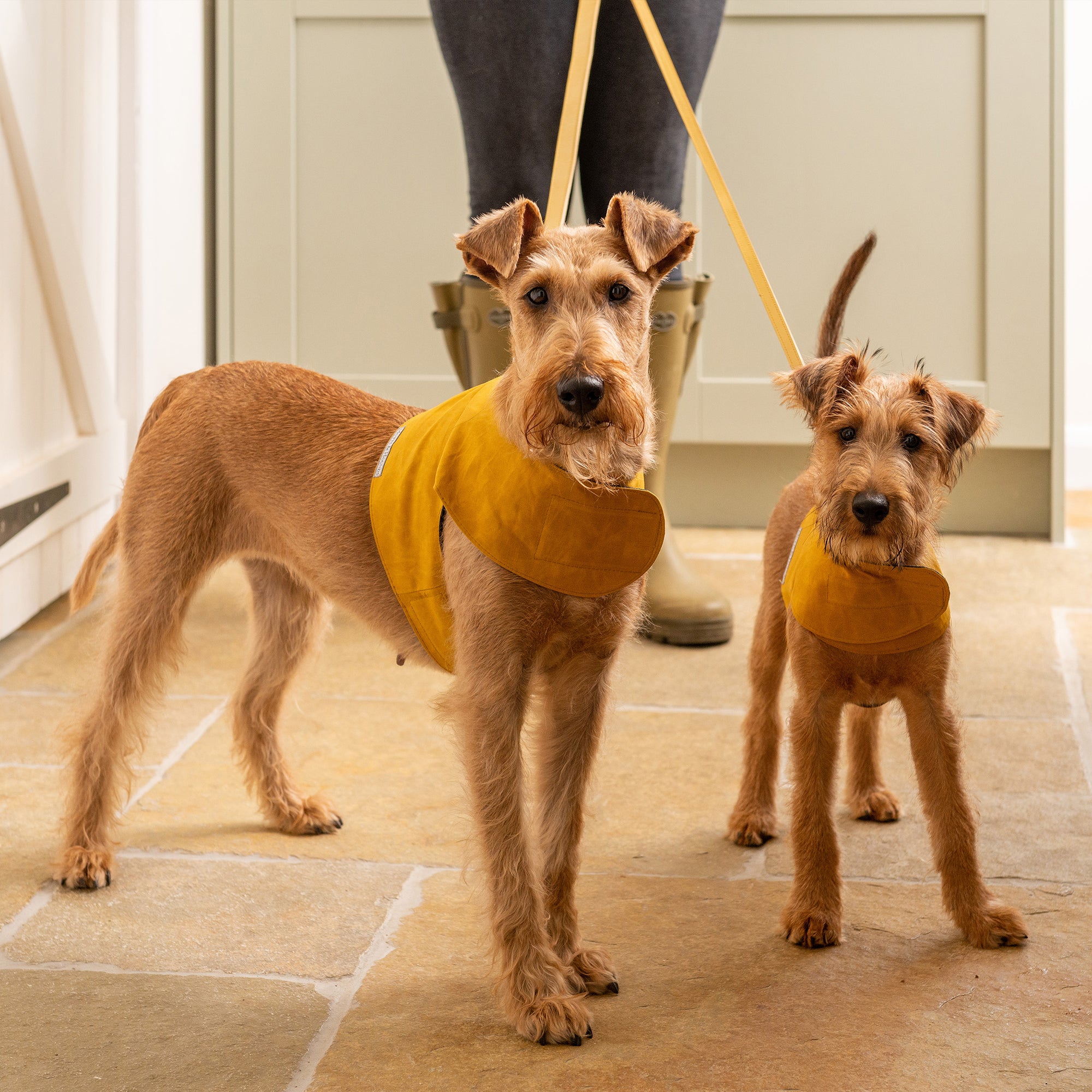 Mustard Wax Dog Harness