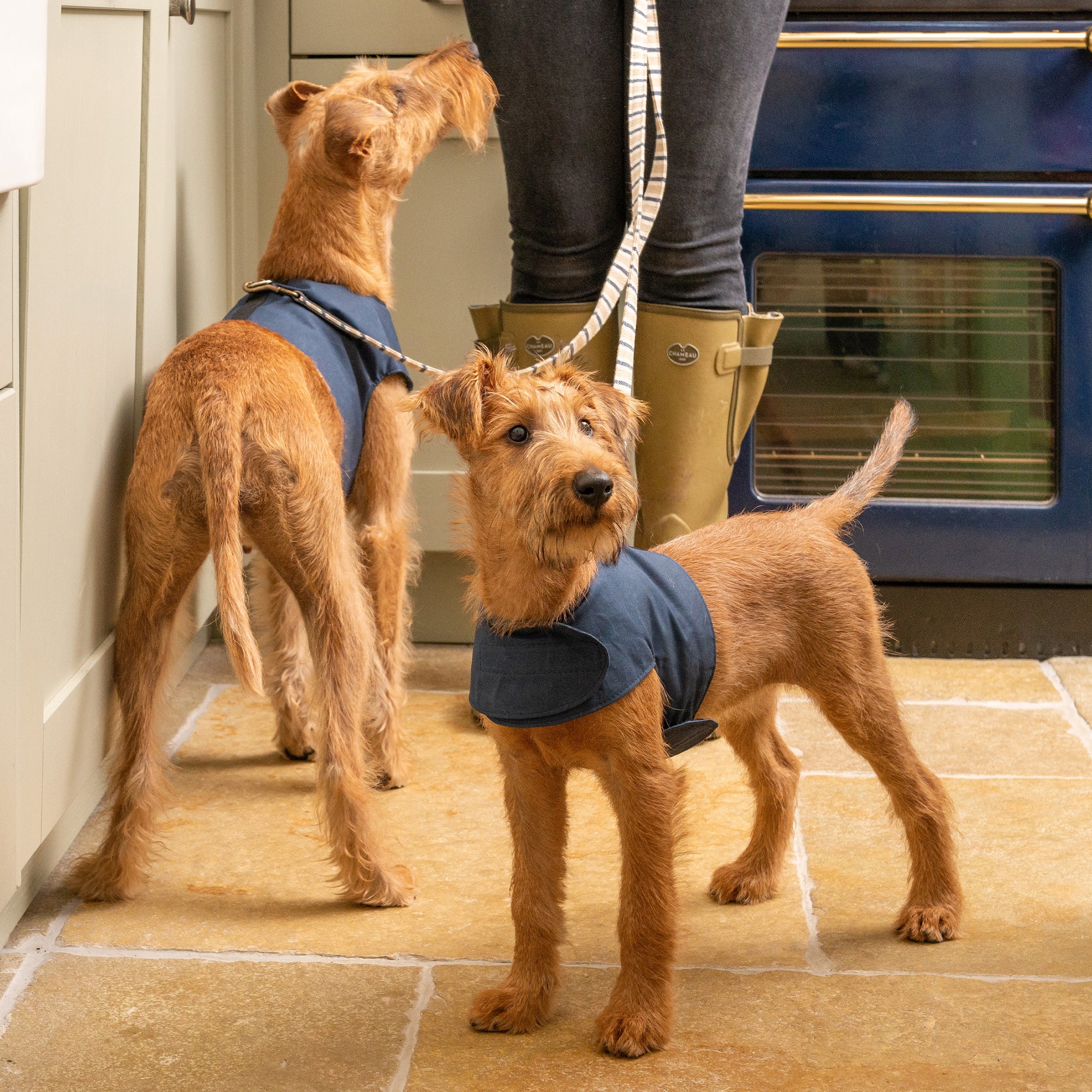 Navy Wax Dog Harness