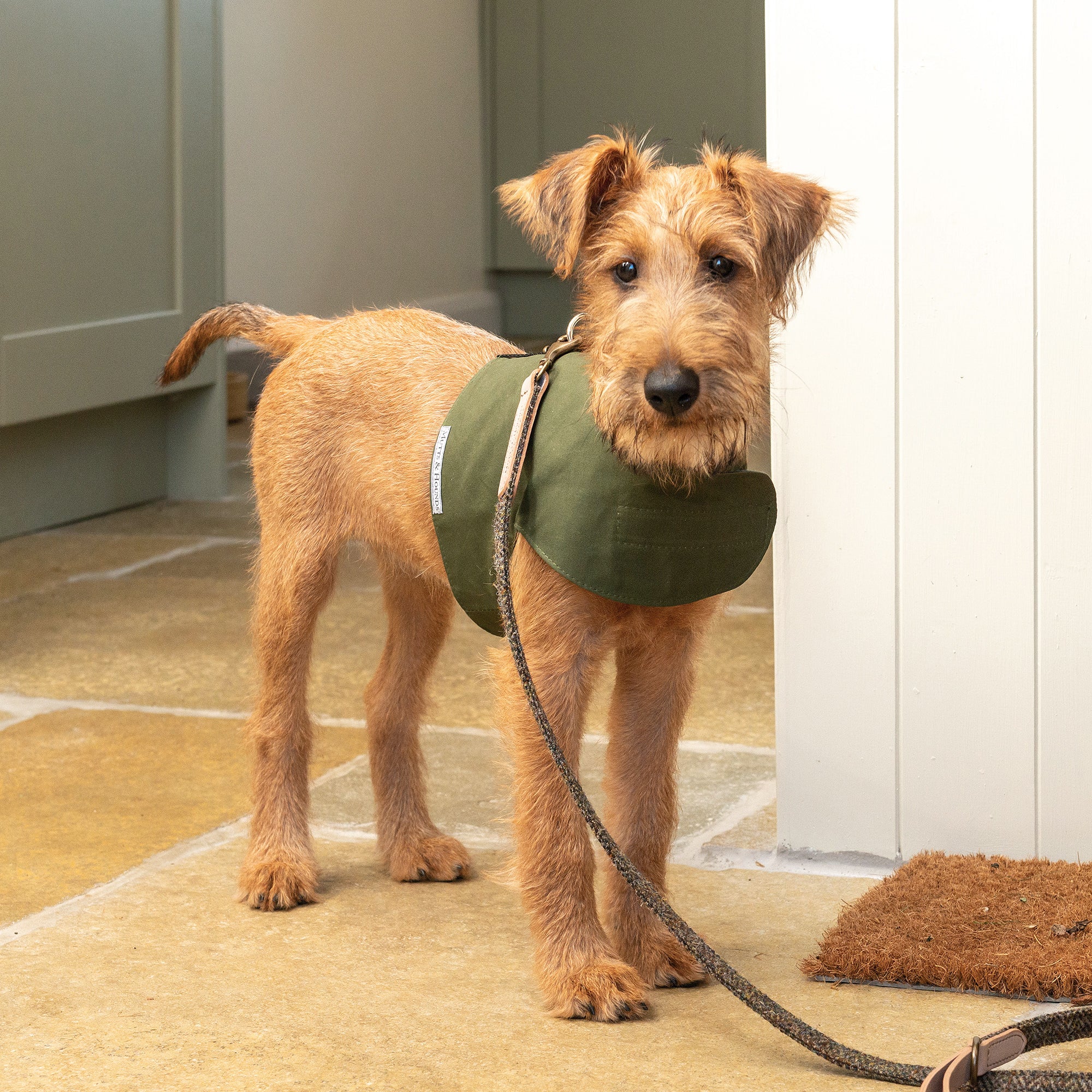 Olive Wax Dog Harness