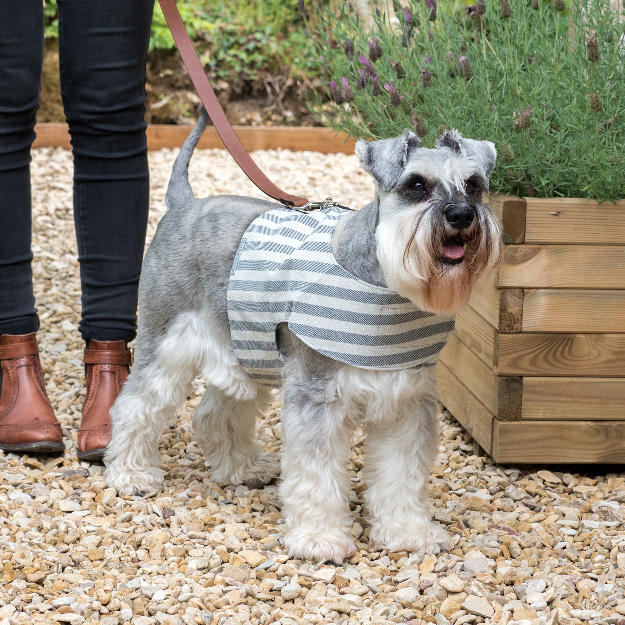 Flint Stripe Brushed Cotton Soft Dog Harness