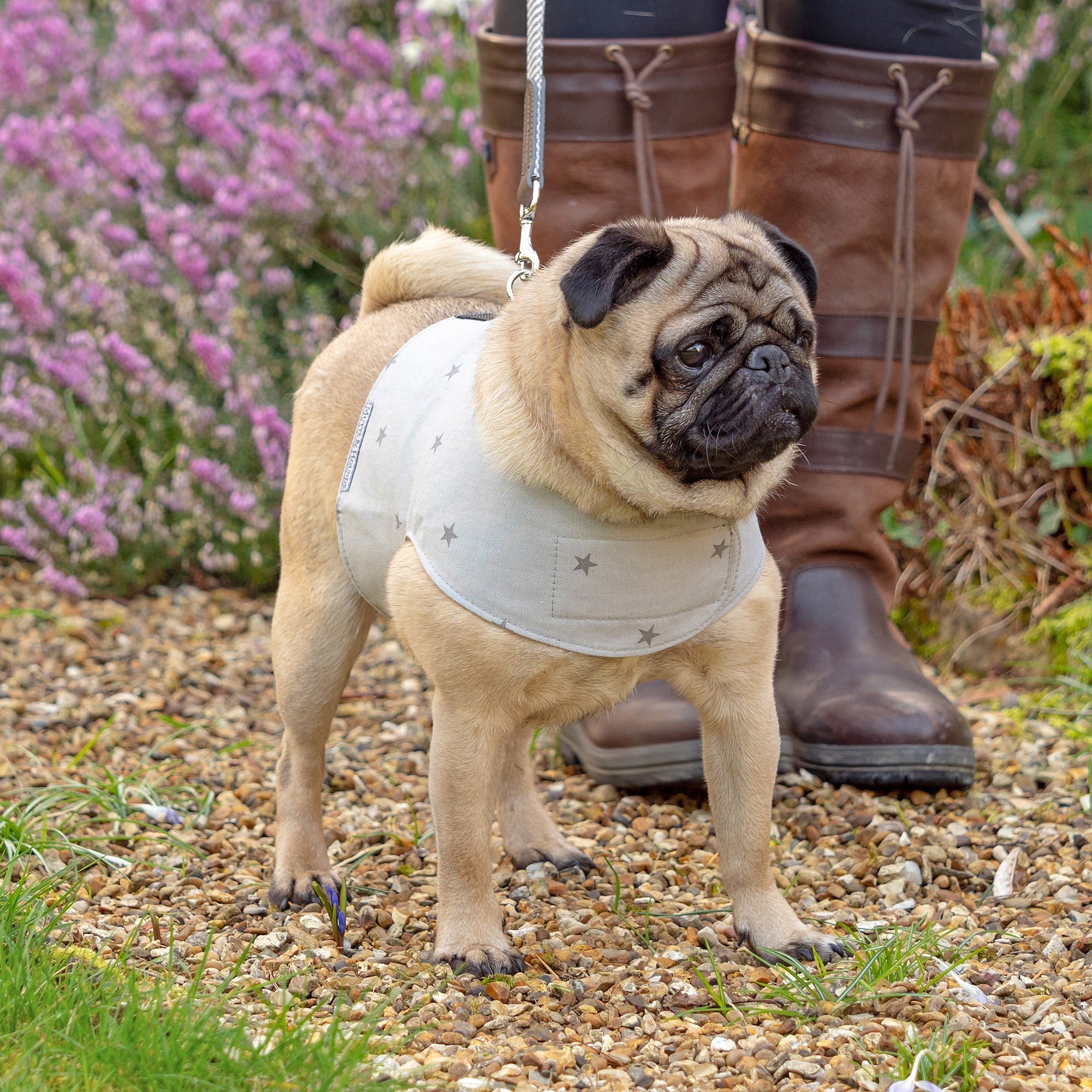 Grey Stars Soft Dog Harness
