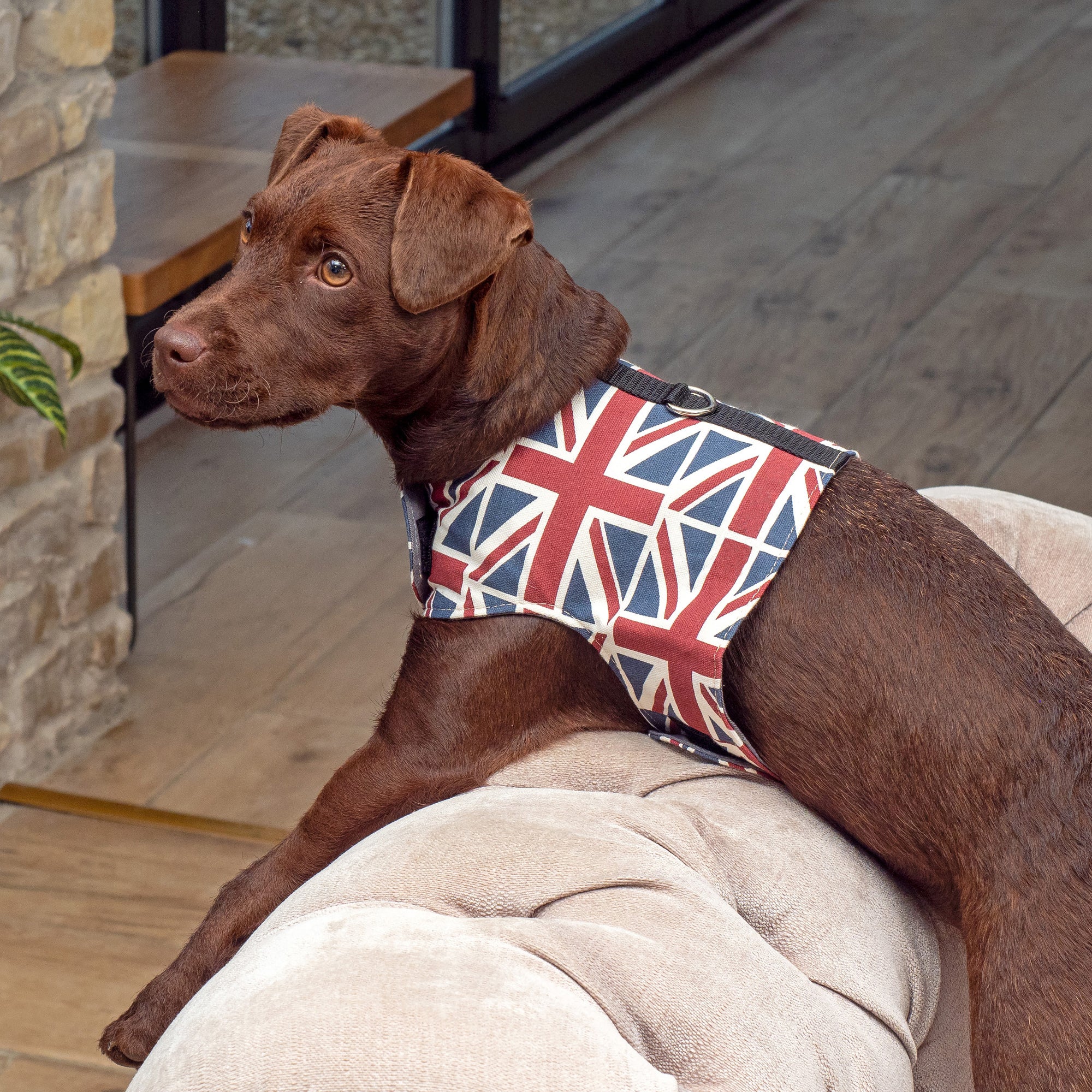 Union Jack Soft Dog Harness