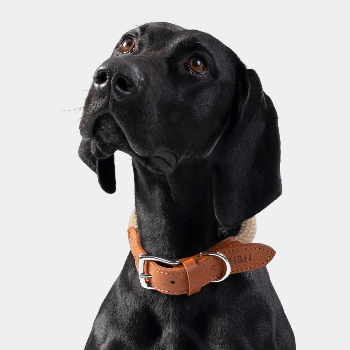 Hackett X Hugo & Hudson Natural Round Rope & Cognac Leather Dog Collar