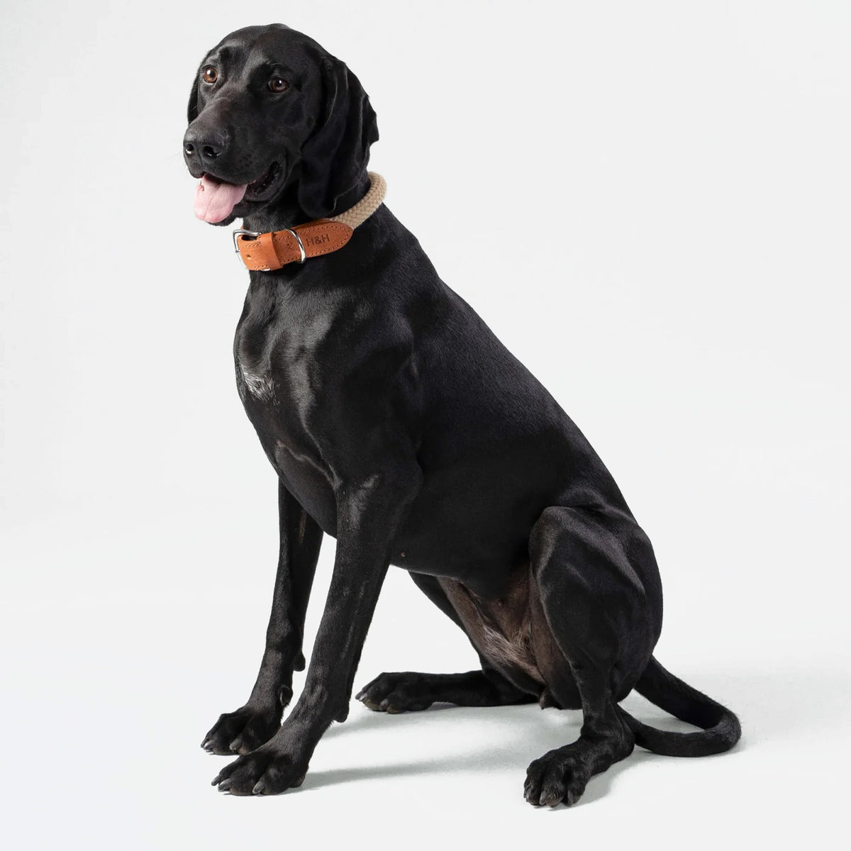 Hackett X Hugo & Hudson Natural Round Rope & Cognac Leather Dog Collar