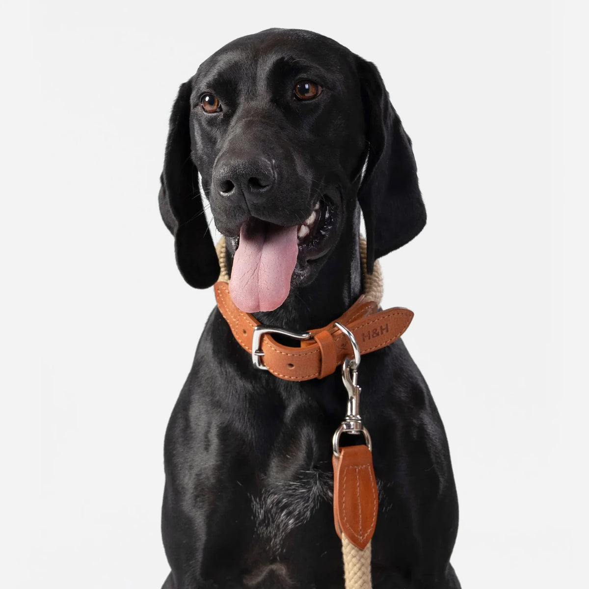 Hackett X Hugo & Hudson Natural Round Rope & Cognac Leather Dog Collar