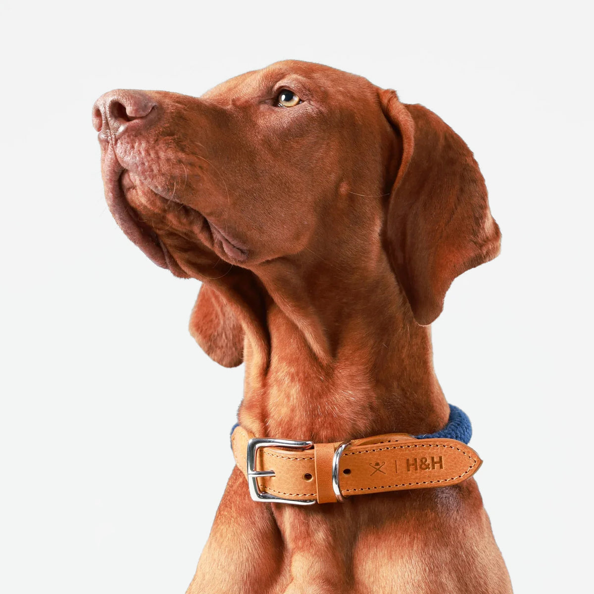 Hackett X Hugo & Hudson Navy Round Rope & Cognac Leather Dog Collar