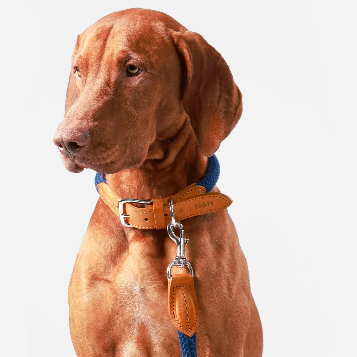 Hackett X Hugo & Hudson Navy Round Rope & Cognac Leather Dog Lead
