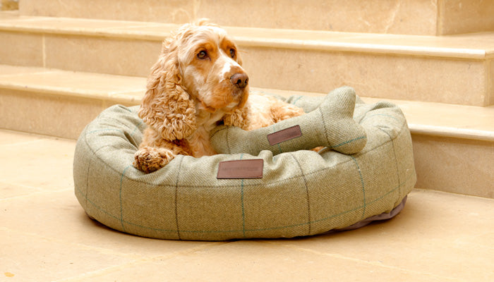 umoral trend hvis du kan Luxury British Dog Beds, Leather Collars & Leads, Harnesses & Toys – Mutts  and Hounds