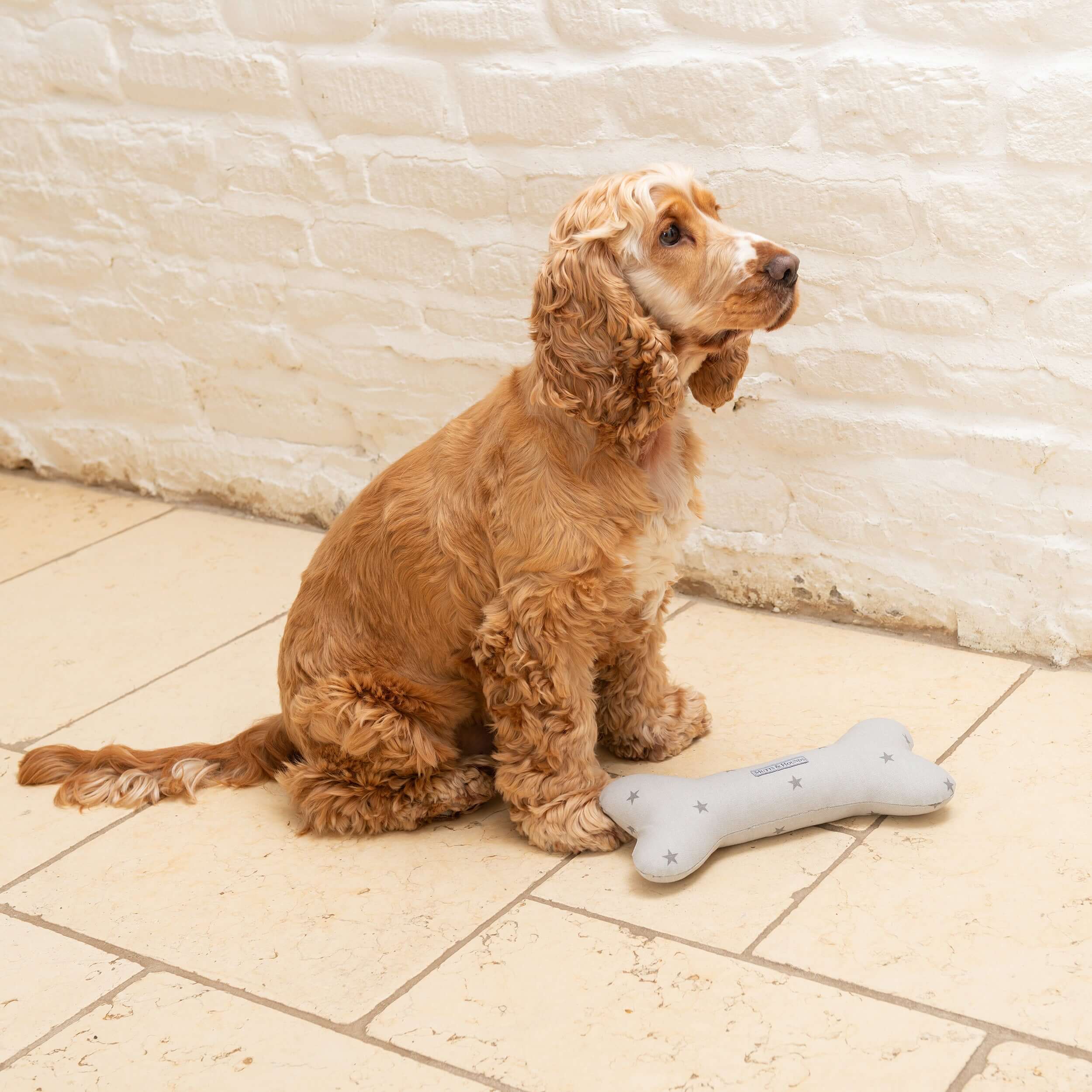 Grey Stars Squeaky Bone Dog Toy