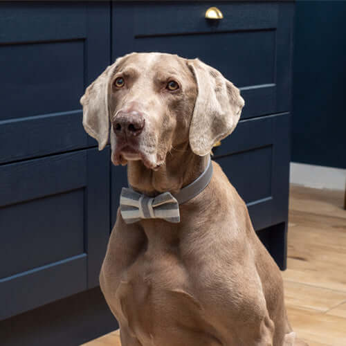 Flint Stripe Brushed Cotton Dog Bow Tie