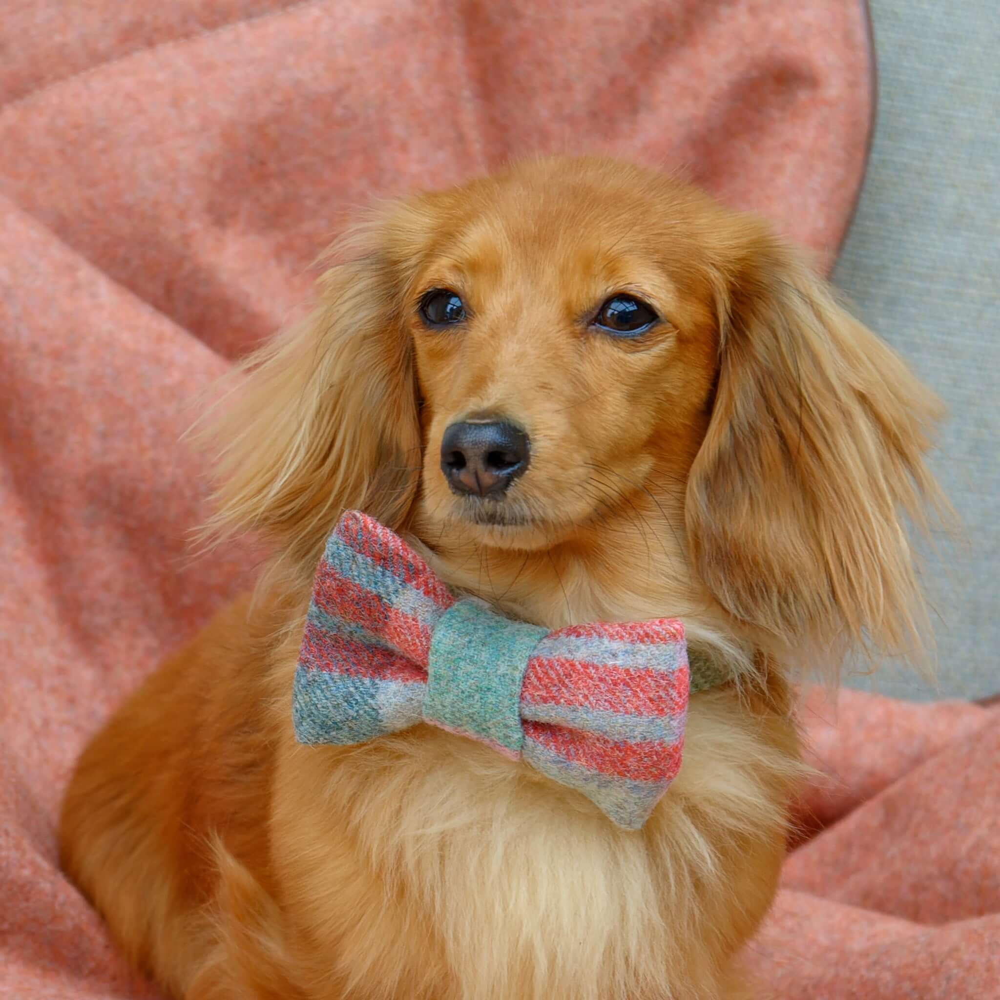 Macaroon Check Tweed Dog Bow Tie