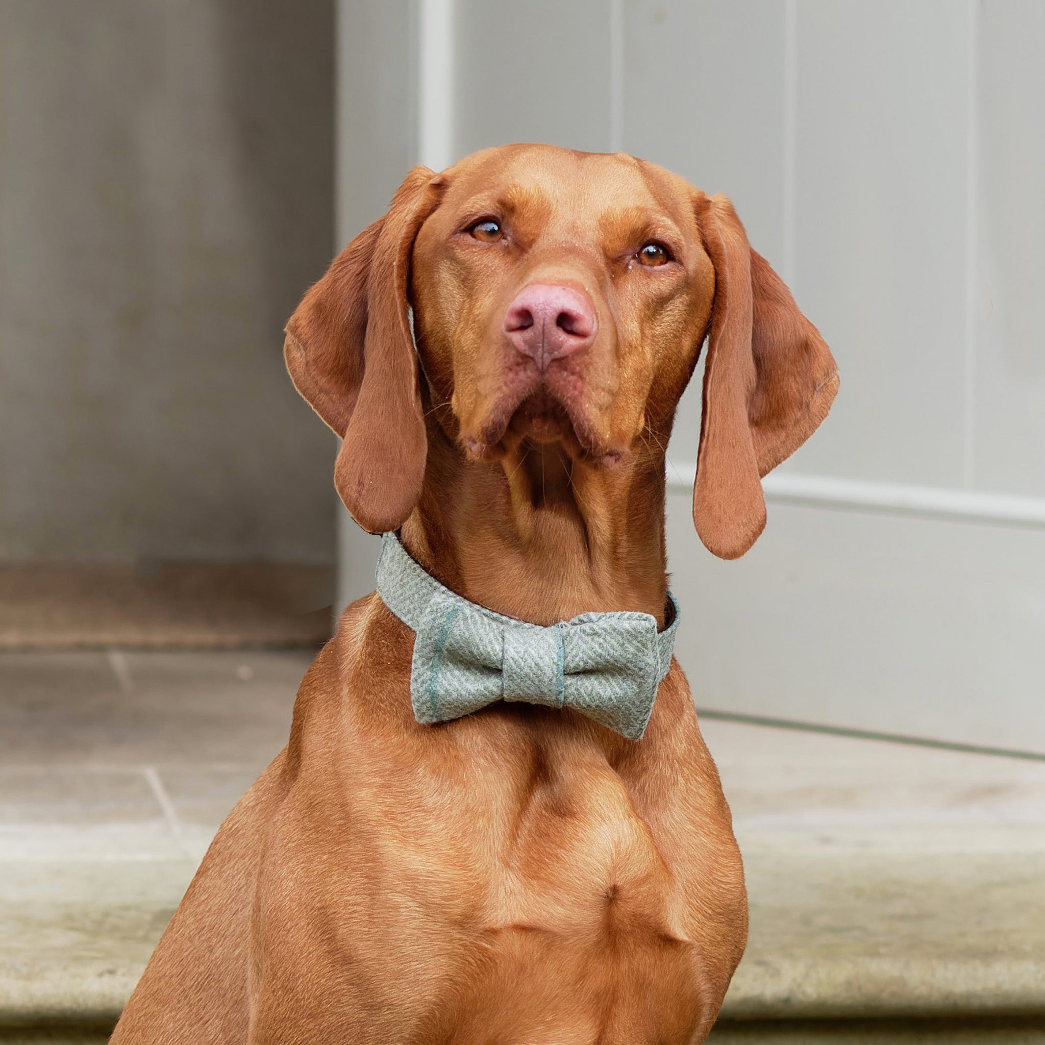 Willow Check Tweed Dog Bow Tie