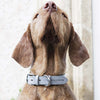 Grey Leather Dog Collar