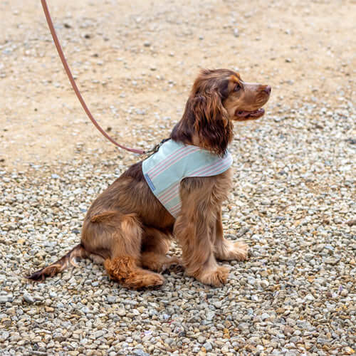 Henley Stripe Cotton Soft Dog Harness