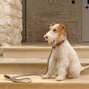 Natural Wool Rope & Leather Slip Dog Lead