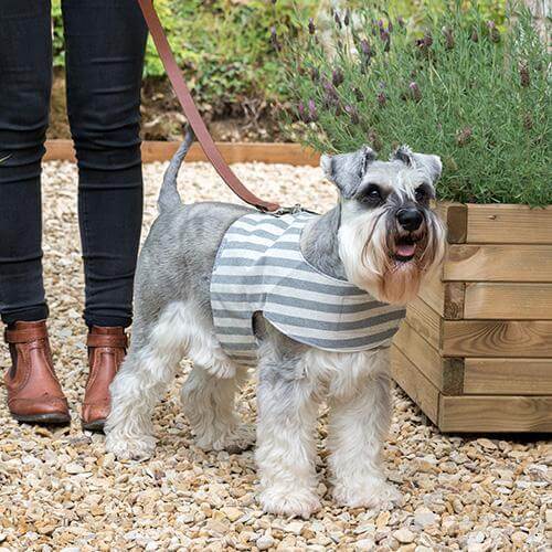 Flint Stripe Brushed Cotton Soft Dog Harness