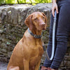 Stoneham Tweed & Leather Dog Collar