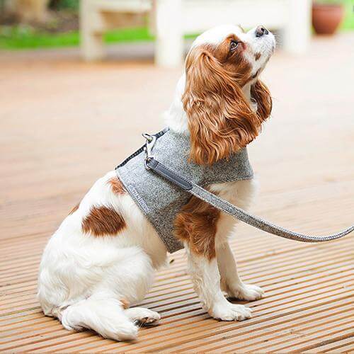 Stoneham Tweed Dog Harness