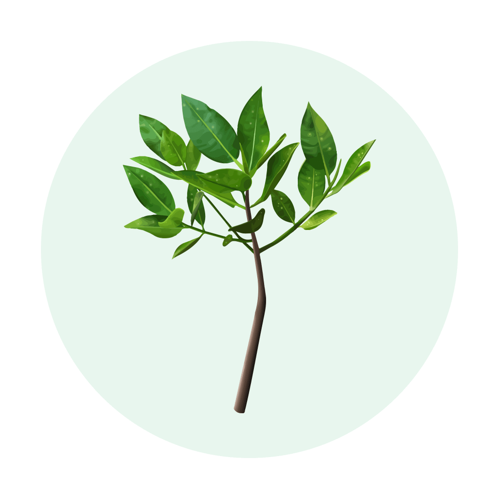 Plant a tree with SKOOT